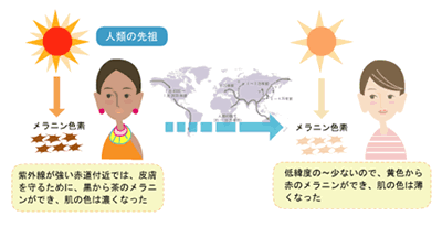 民族の皮膚の色のルーツはアフリカか_a0044453_16523989.gif