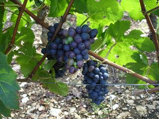 Veraison_a0168968_23324973.jpg