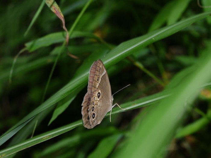 クロヒカゲモドキ　翅裏色はナミヒカゲに近い。　2010.8.13栃木県_a0146869_6355860.jpg