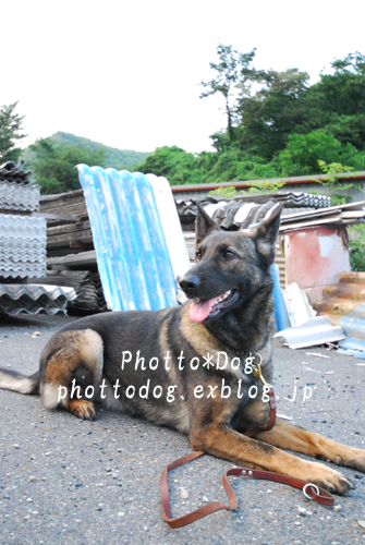 救助犬訓練合宿～私は日帰りで2日間～_f0206270_237314.jpg