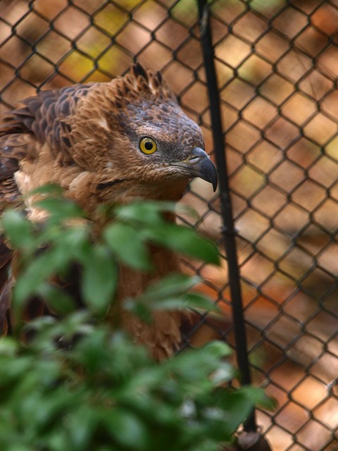 鳥よ~鳥よ～鳥たちよ～。_b0145677_20151248.jpg