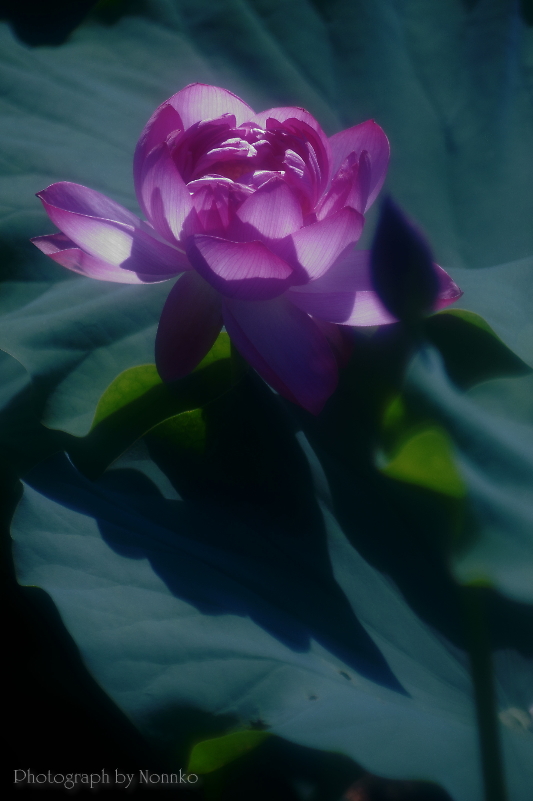 c0106977_11413667.jpg