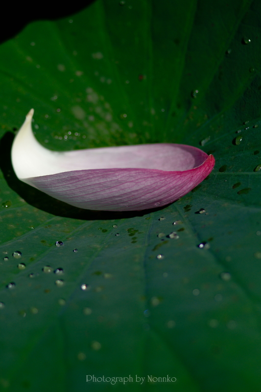 c0106977_11491017.jpg