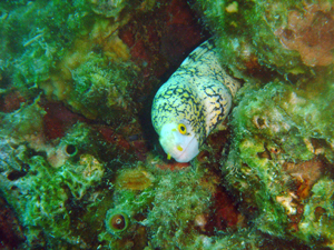 ラチャヤイ島で体験ダイビング _f0144385_20143620.jpg