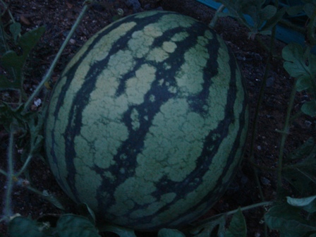 e0143298_22191574.jpg