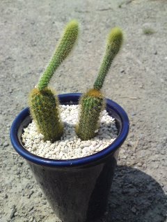 c0229500_13372951.jpg