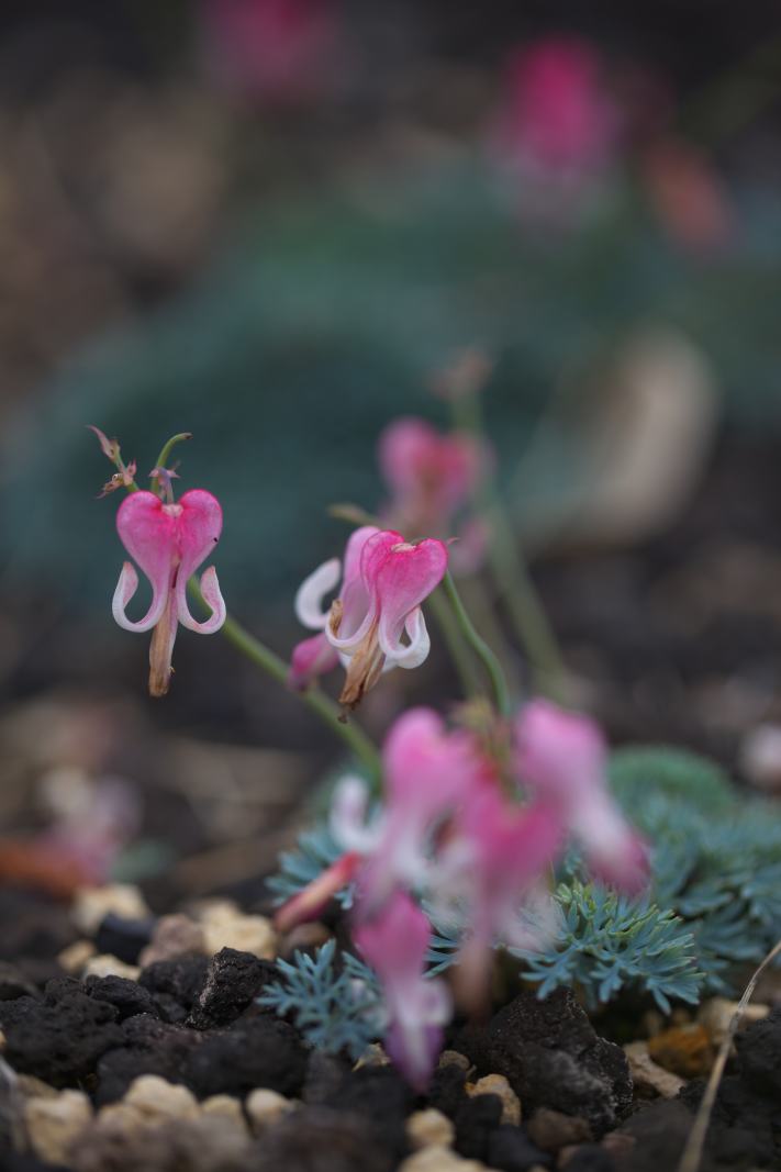 信州へ赤ソバの花を撮りに行った時道端で咲いていた花_f0000502_2234536.jpg