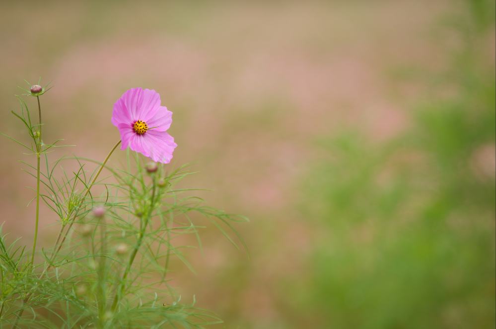 信州へ赤ソバの花を撮りに行った時道端で咲いていた花_f0000502_2243254.jpg