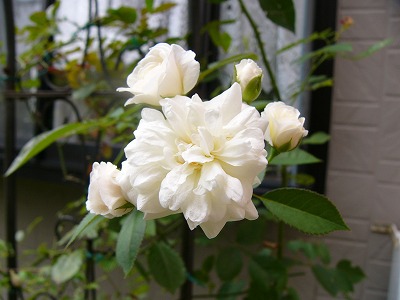 a0123003_2227073.jpg
