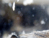 e0103408_15394123.gif