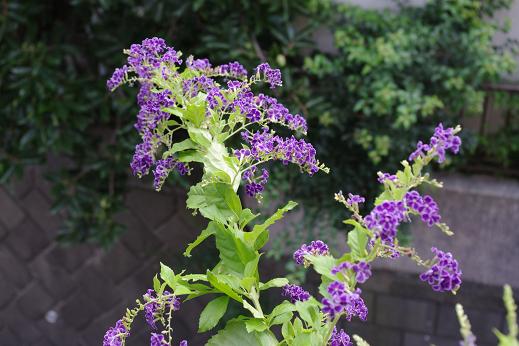 c0147909_15222859.jpg