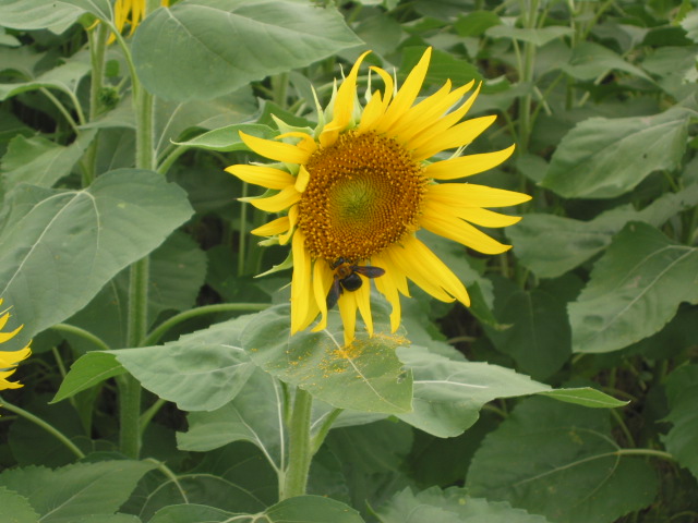 「クマバチ」_a0120513_1913253.jpg