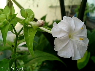 Mirabilis jalapa var. alba_b0099813_2122282.jpg