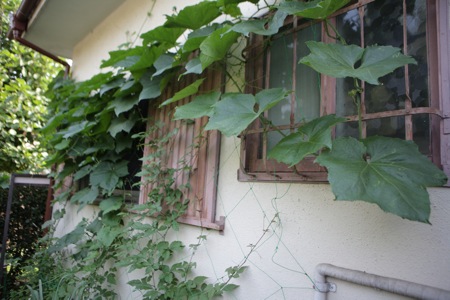 ヘチマ 世話要らずの庭 ヘチマ 世話要らずの庭