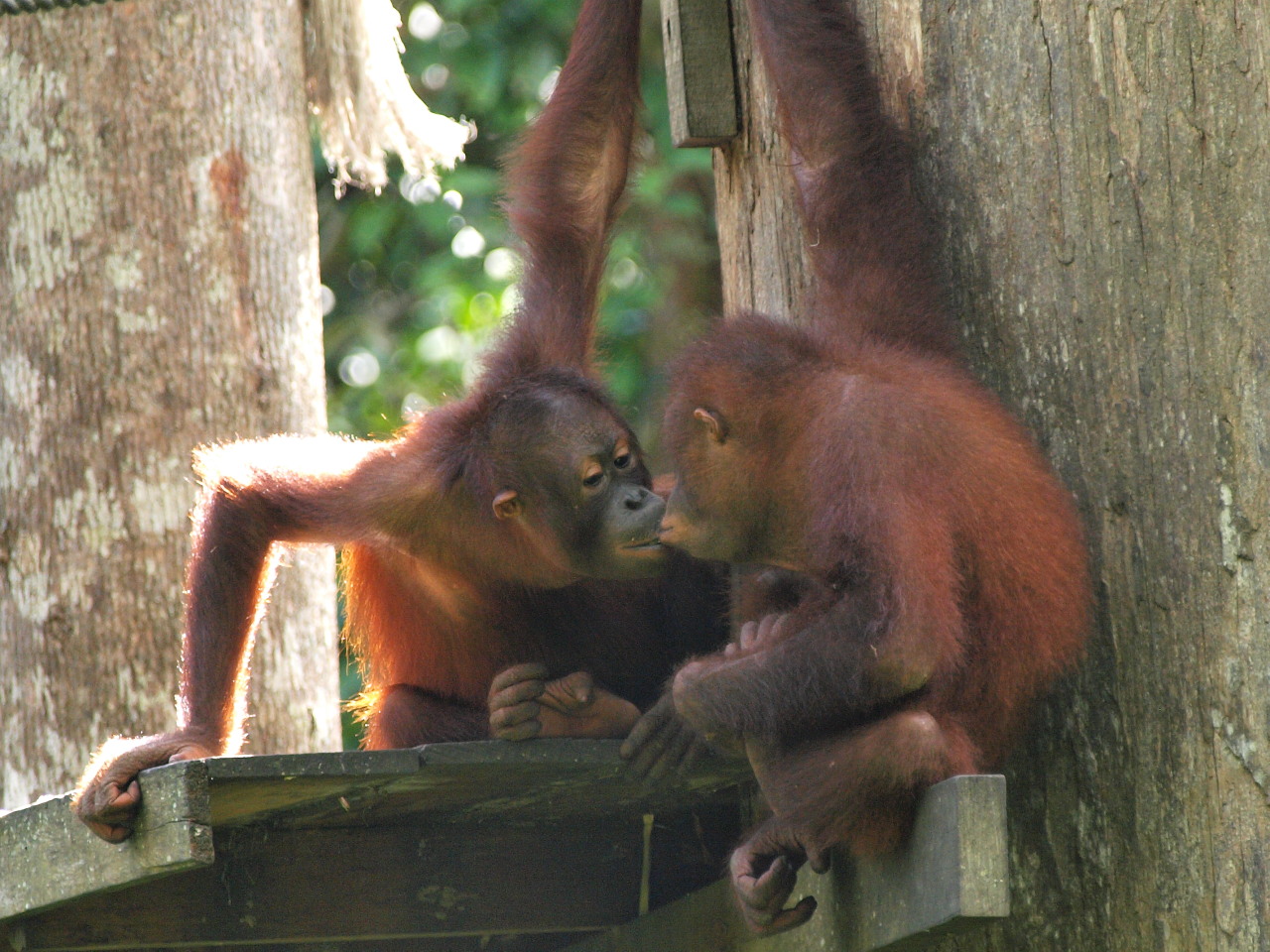 Sepilok Orangutan Rehabilitation Centre_b0168218_22312792.jpg