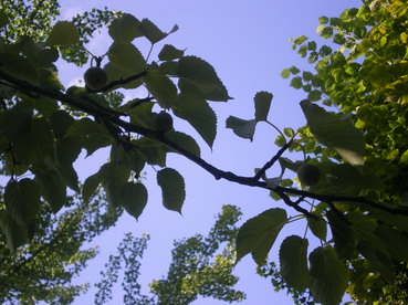 c0124619_0345612.jpg