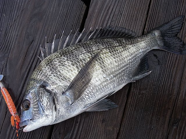 b0165444_6471672.jpg