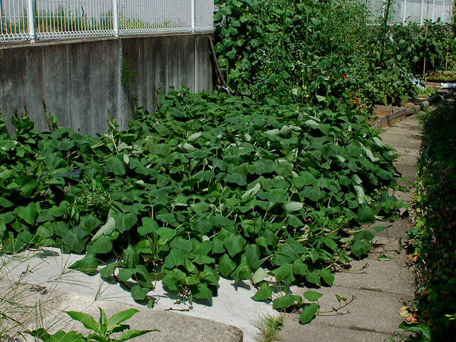 f0086944_1354387.jpg