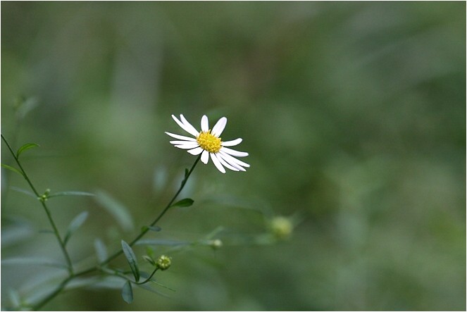 身近な野草達　Ⅱ_e0091347_12354139.jpg