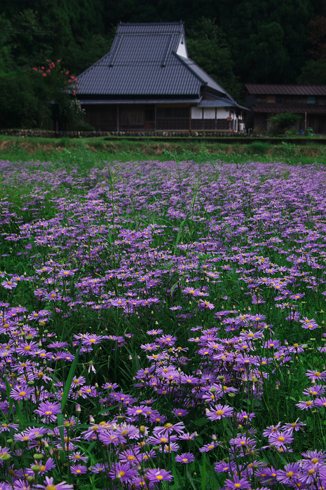 京都・花畑シリーズその2(久多・北山友禅菊)_f0155048_2115421.jpg