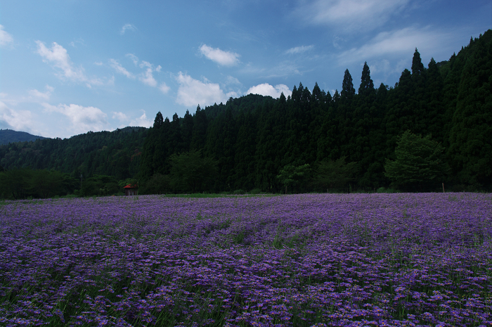 京都・花畑シリーズその2(久多・北山友禅菊)_f0155048_2117572.jpg