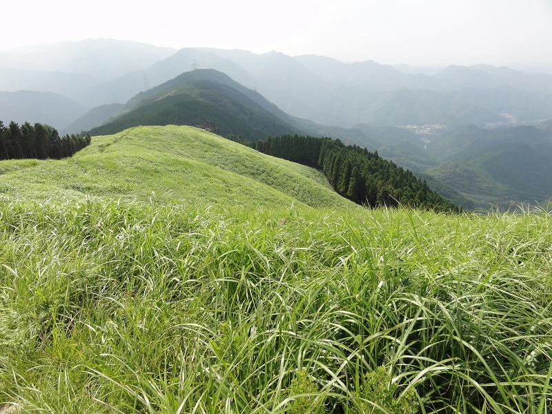 シュカイドウの咲き始めた岩湧寺から岩湧山_a0122149_22121897.jpg