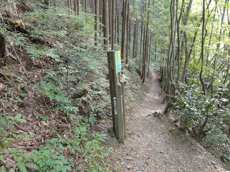 シュカイドウの咲き始めた岩湧寺から岩湧山_a0122149_22191985.jpg