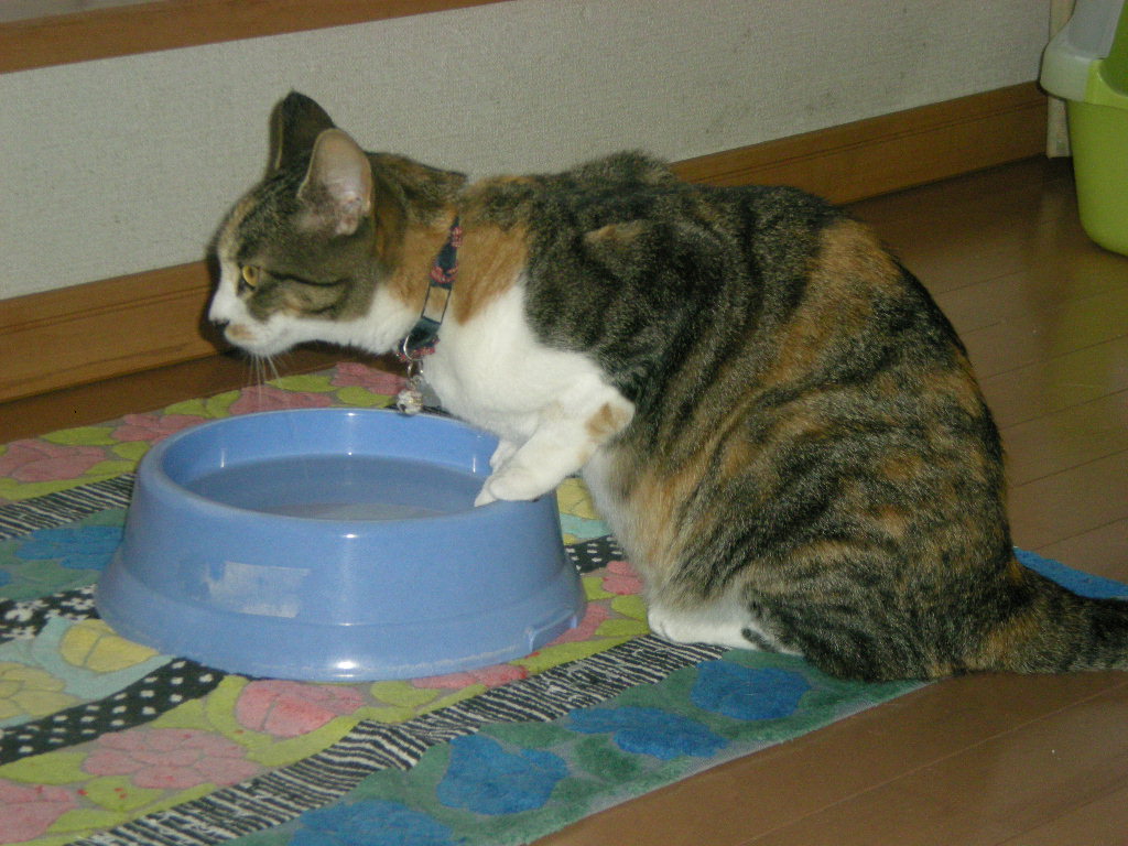 2010年8月21日(土)車の下で捕まえて!_f0060461_98778.jpg