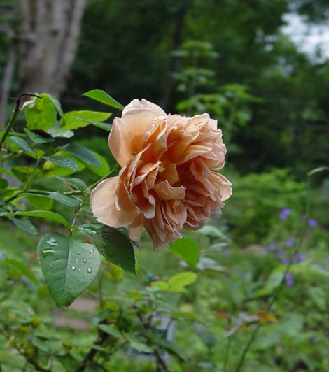 本日の花たち_f0153164_2233355.jpg