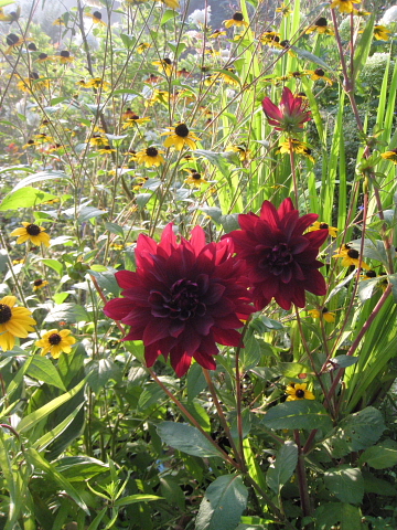 今週、見頃の花たち_d0142680_8213133.jpg