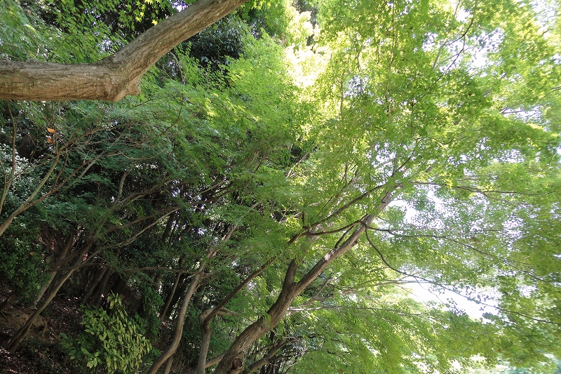 e0024081_1431672.jpg