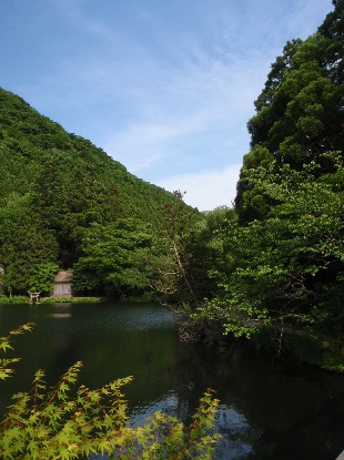 ウコン_e0077899_911080.jpg