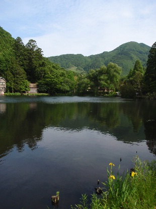 ウコン_e0077899_913021.jpg