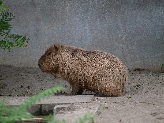 上野動物園、いろいろ。_a0164204_2241284.jpg