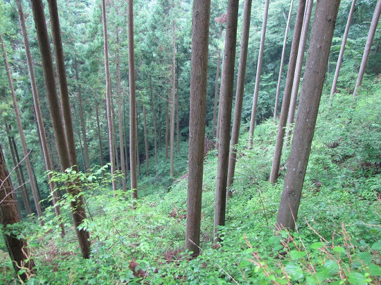 d0177108_18501338.jpg