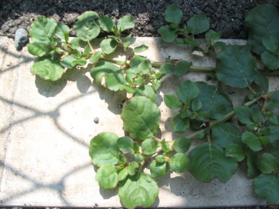 c0178009_18244642.jpg