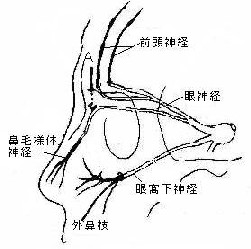 アレルギー性鼻炎、副鼻腔炎、蓄膿症の鍼治療_e0097212_9121776.jpg