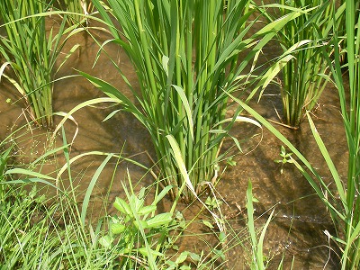 宮崎自然農園・８月２１日。じゃがいも植え付け！ _b0181417_1948312.jpg