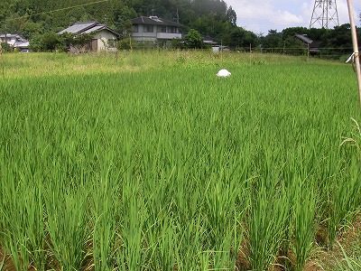 宮崎自然農園・８月２１日。じゃがいも植え付け！ _b0181417_1949334.jpg