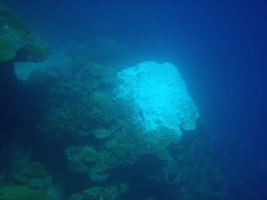 サンゴの体力?_a0043520_9344582.jpg