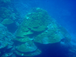 サンゴの体力?_a0043520_9352060.jpg