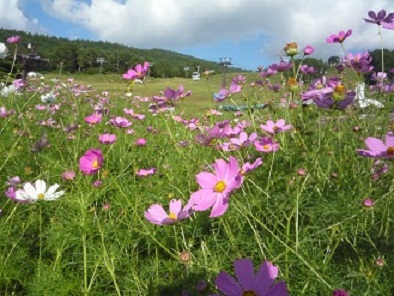 夏のバカンス　　・・・蓼科物語（山歩き）　　♪_b0188121_22383483.jpg