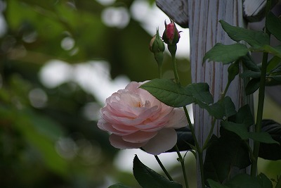 f0170524_11501388.jpg