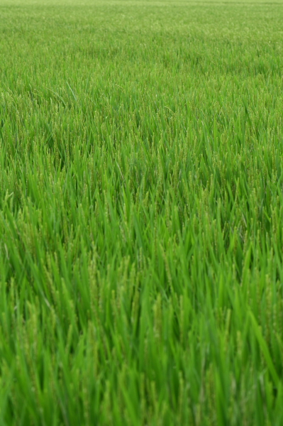 b0042527_7274070.jpg