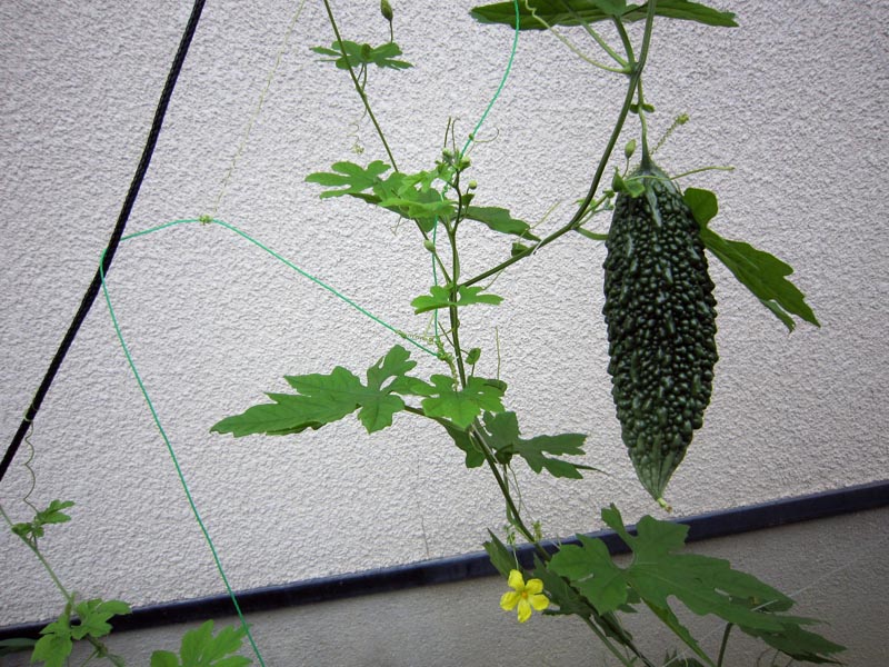 c0208328_974786.jpg