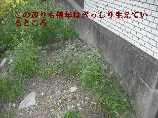 草刈りの現場下見_f0031037_20243865.jpg