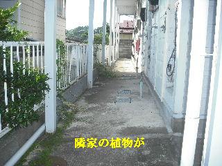 草刈りの現場下見_f0031037_2025691.jpg