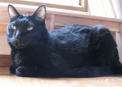 a0166338_2241352.gif