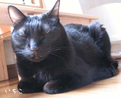 a0166338_224271.gif