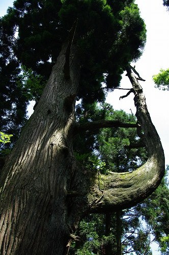 ロックガーデン～日の出山～つるつる温泉　　御岳山３_b0112443_22524911.jpg